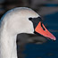 Animals6_thumb